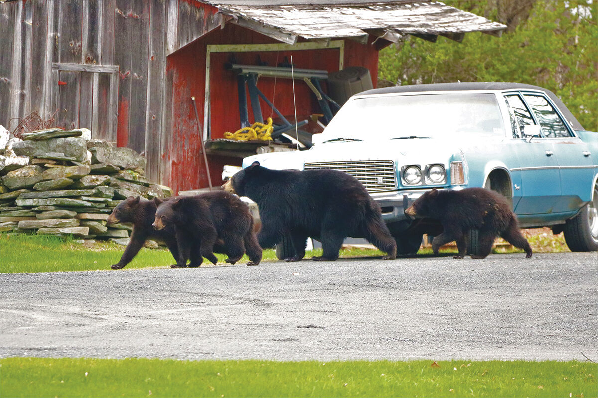 Bears abound